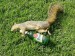 06_Bibber-Squirrel.jpg